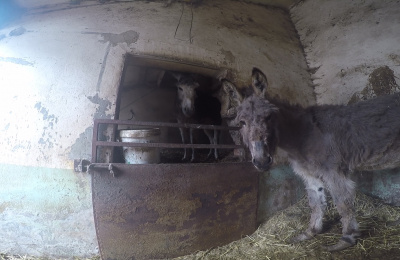 Timmy and Tommy standing in a stable before being rescued