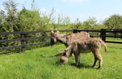 Daphne and Murphy settle in at Donkey Sanctuary Ireland