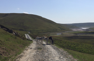 Doris, Dora and Ned in Welsh hills