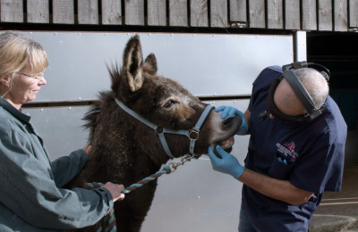 Dental check for New Arrival