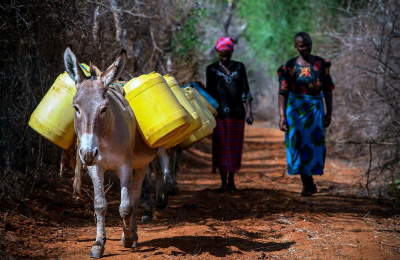 Donkeys carrying water in Kenya