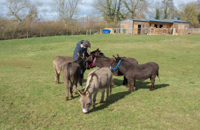 Guardian Sue enjoys time with her 6 miniature donkeys