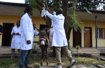 Ethiopian donkey Tinishi is put on a drip