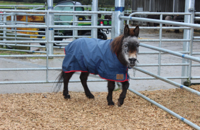 Tootsie the mule in his rug