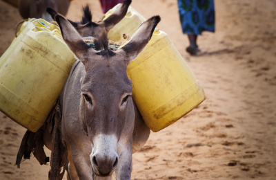 Donkey carrying water