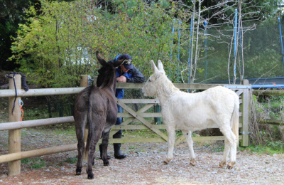 Frankie and Priscilla in Guardian home