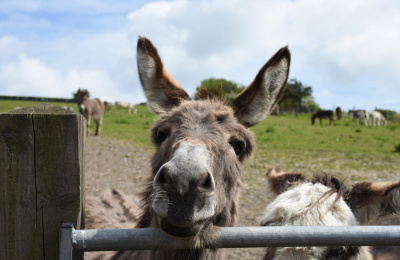 Axnoller donkey at Donkey Week