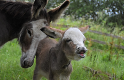 Sweet Pea royal foal neighing