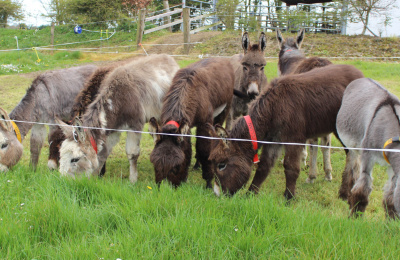 8 Ireland foals