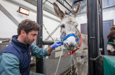 Equine dentist rasping teeth at Brookfield