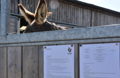 Factsheet with donkey ears