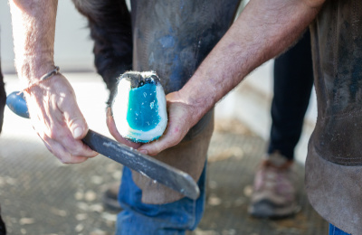 Farrier rasping foot