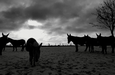 Donkeys in bad weather