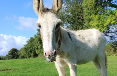 Walshie standing in paddock