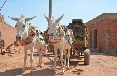 Working donkeys with cart of bricks, Egypt