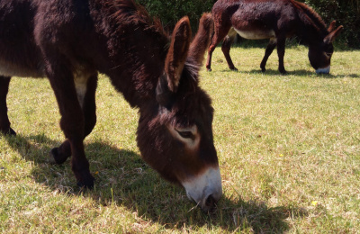 Stephanie and Jackie grazing in field 