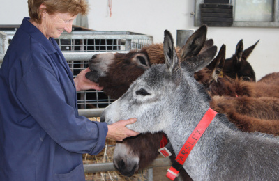 Grey foal Parsley is cradled by groom, Maria