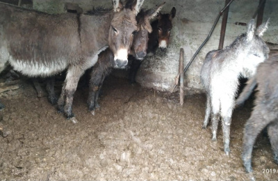 Group of Irish donkeys cower at back of stable during rescue