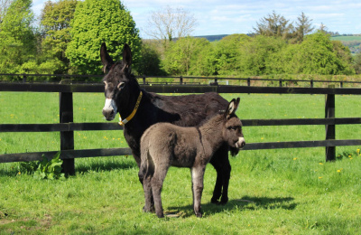 Honeybee with her foal Lockie