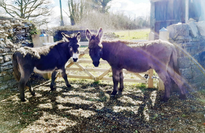 Jay-Jay and Innis rehomed donkeys