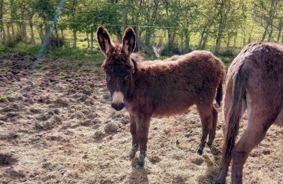 Worcestershire rescue - young donkey standing in field