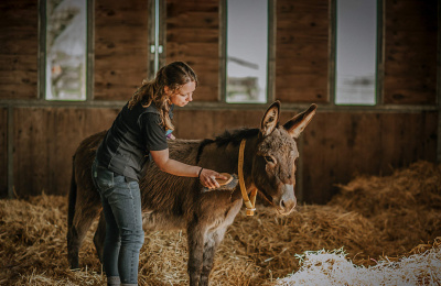 Donkey being groomed