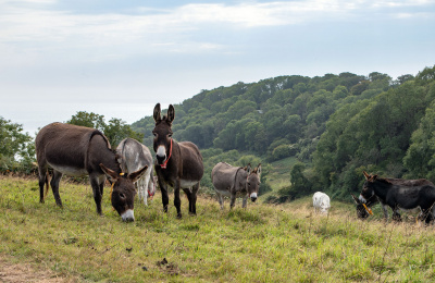 Donkeys grazing on hillside with sea view background