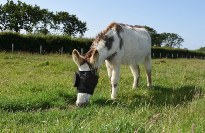 Jonty grazing in UV mask