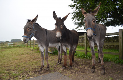 Rocky, Jenny and Edie