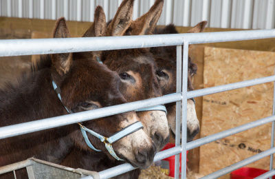 Carluke rescue donkeys