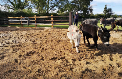 Miniature donkeys in their new sand area