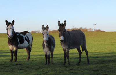 Cumbrian rescue donkeys