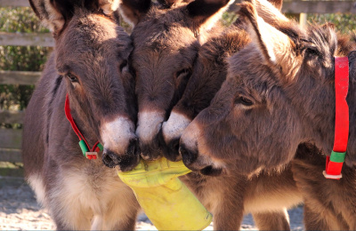 Four donkeys with welly boot