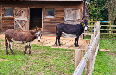 Max and Marian the donkeys at home