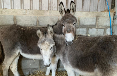 Snowball and Jemimah at the holding base