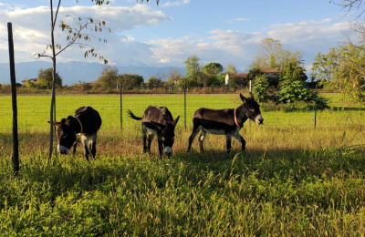 Ciarli, Rolinda and Battistina at their new home