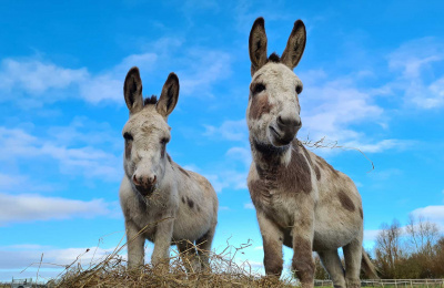 David and Theo standing in their field