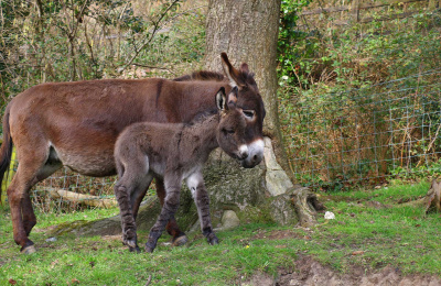 The new foal never strays far from Rachel