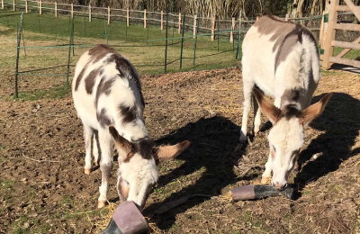 Angel and Hope looking for treats in wellington boots