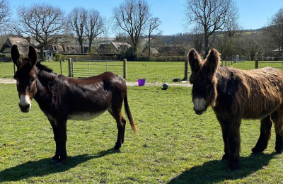 Dolly and Topper standing in a field