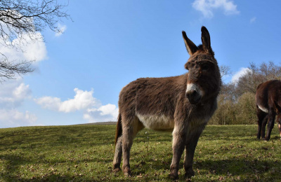 Jasmine at Paccombe Farm, February 2018