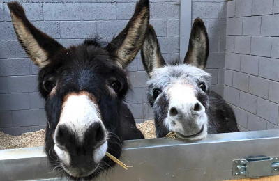 Cuddles and Blossom in their new barn