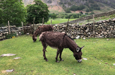 Daisy and Thistle at the mountainside rescue site