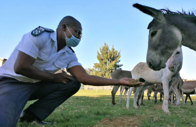 NSPCA officer with group of rescued donkeys in South Africa