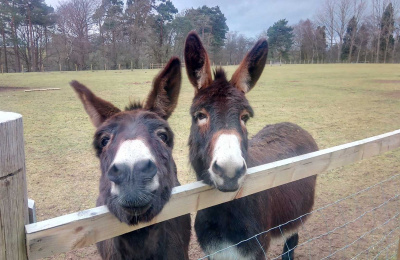 George and Aubrey looking over a fence