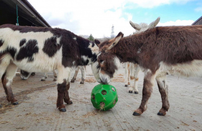 Harry and Henry with a straw ball provided for enrichment