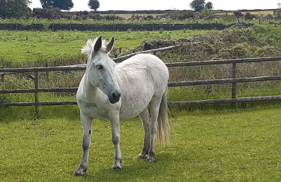 Noddy in her field