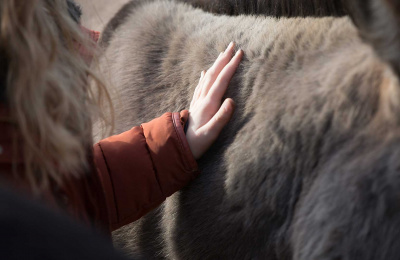 Hand on donkey fur