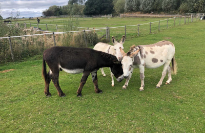 Harbin, Theo and David at The Donkey Sanctuary Leeds