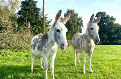 Daisy (left) and Dora (right) after the rescue